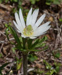 Thimbleweed